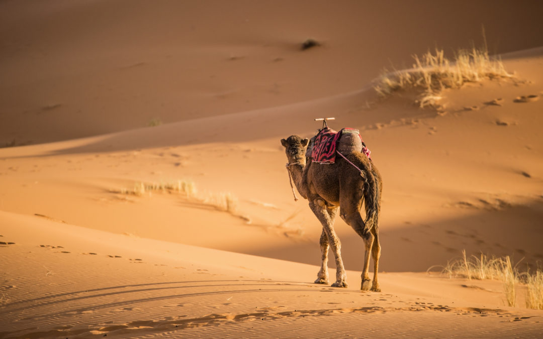 Camel walking on the dunes of the Sahara Desert at sunset in Merzouga - Morocco