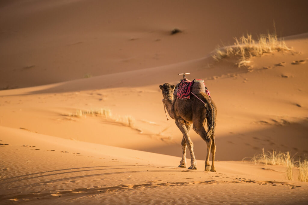 Camel walking on the dunes of the Sahara Desert at sunset in Merzouga - Morocco